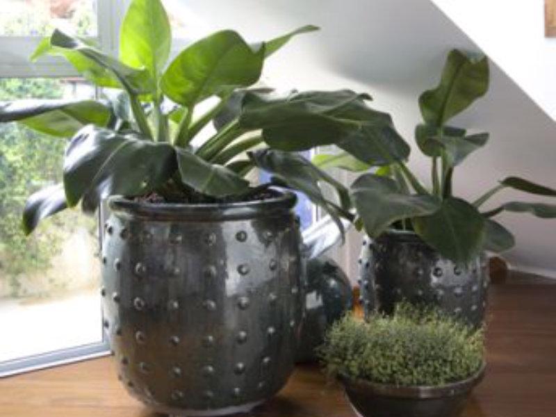 Como cuidar de suas plantas durante as férias